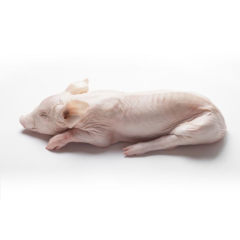 3 Cochinillo entero - Imagen 1